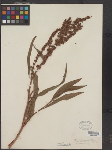 Rumex mexicanus