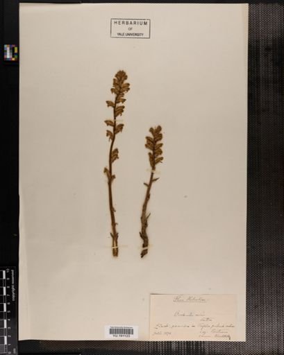 Plantae