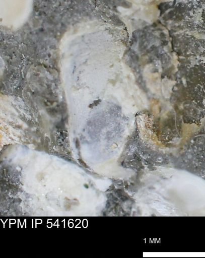 Limopsis striatopunctatus