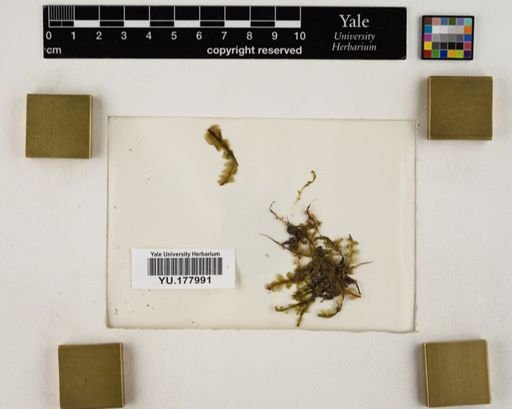 Plantae