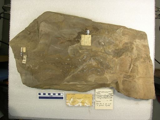 Plectropterna cf. elegans