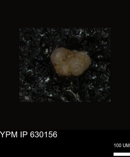 undet. Foraminiferida
