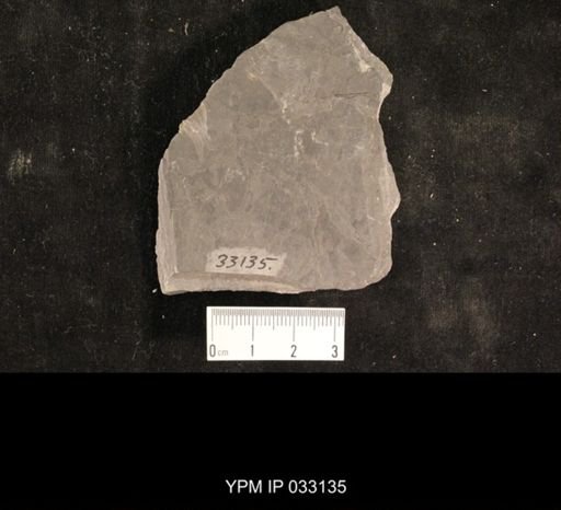 Mormolucoides articulatus