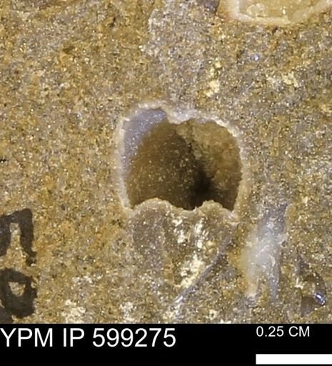 Protocardia subquadrata