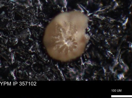 undet. Foraminiferida