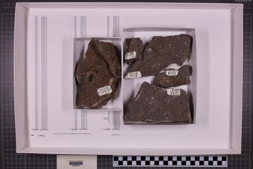 mixed taxa, stratigraphic collection