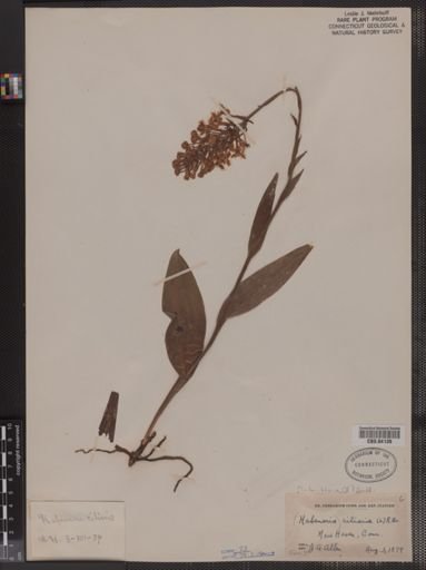 Habenaria ciliaris
