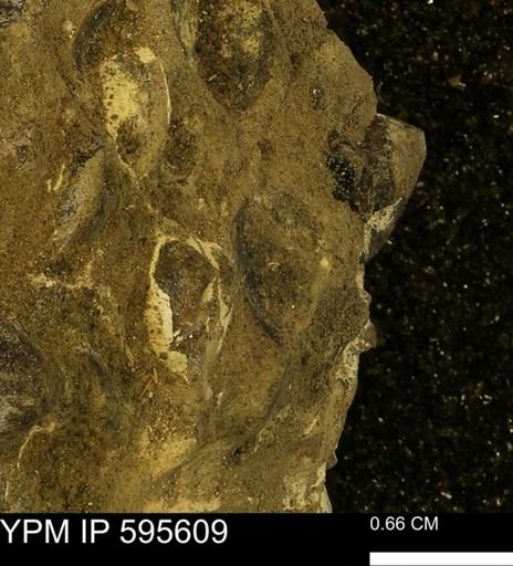 Protocardia sp.