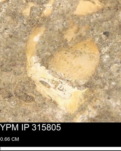 undet. Mollusca