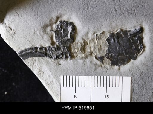 Castericystis vali