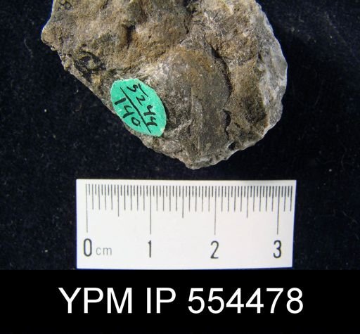 undet. Orthida