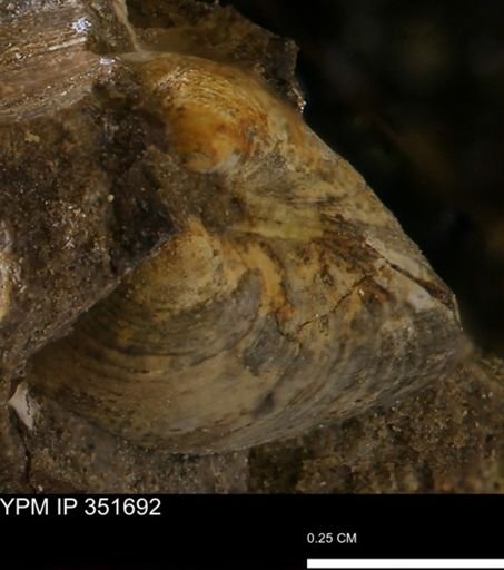 Limopsis striatopunctatus