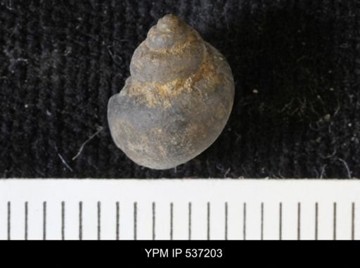 Viviparus montanaensis