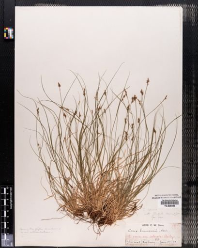 Carex emmonsii