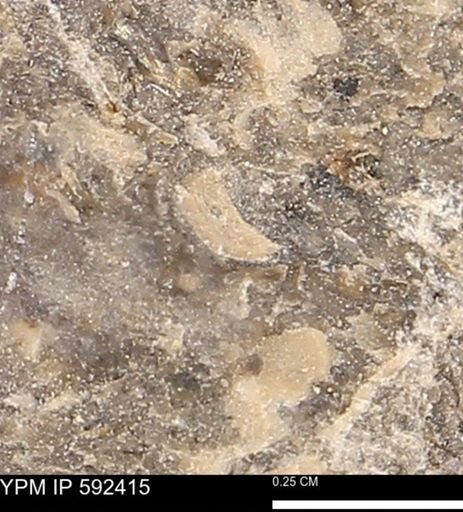 undet. Bivalvia