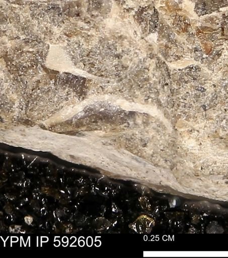undet. Mollusca
