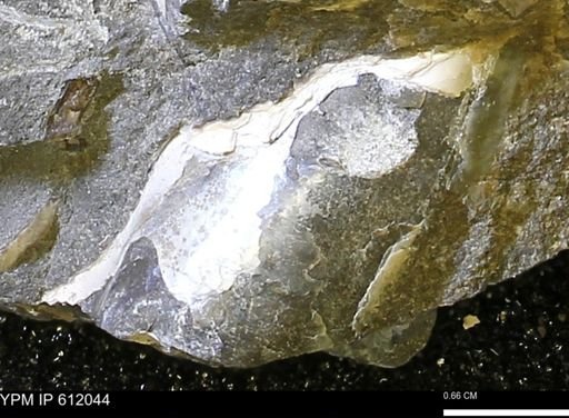 Pseudoptera subtortuosa