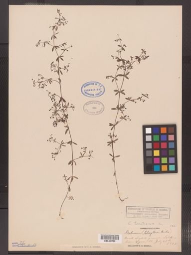 Galium tinctorium