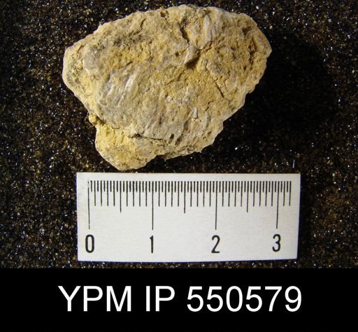 undet. Rhynchonelliformea