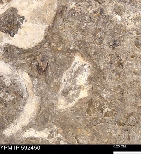 undet. Mollusca