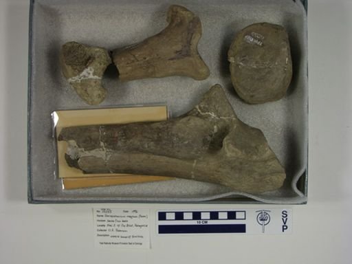 Astrapotherium magnum