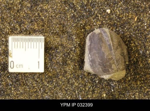 Hoploscaphites nicolletii