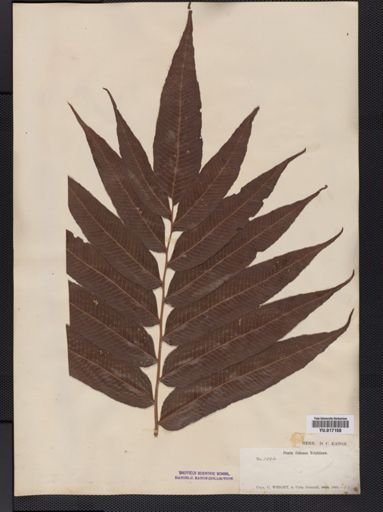 Dryopteris