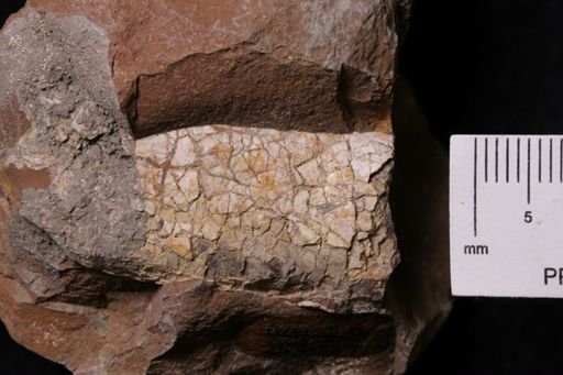 Baculites sp.