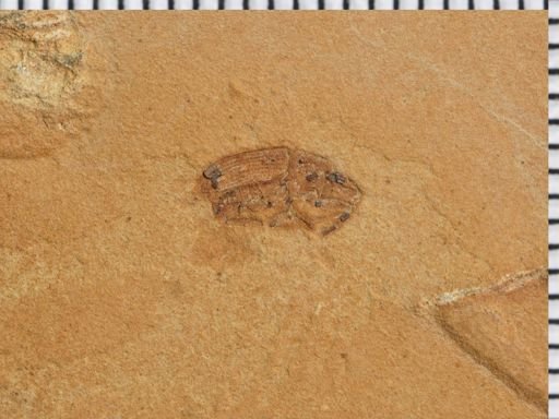 undet. Curculionidae