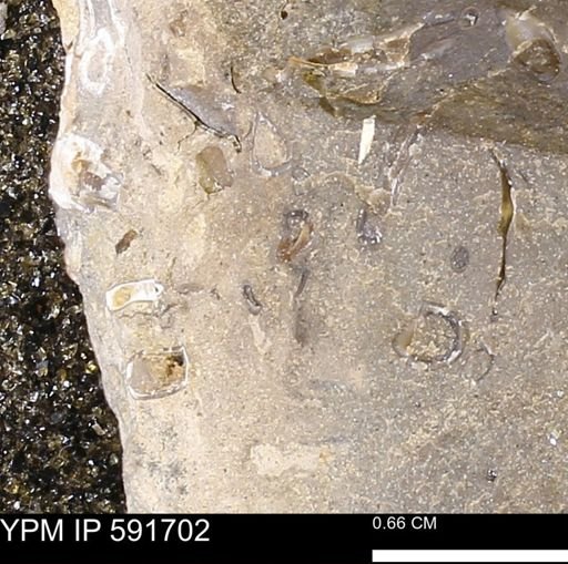 Serpulidae