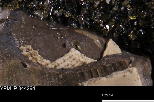 Parallelodon?