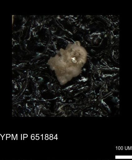 undet. Heterohelicidae