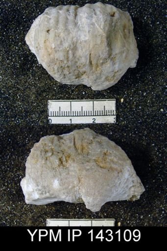 Productus (Dictyoclostus) indicus