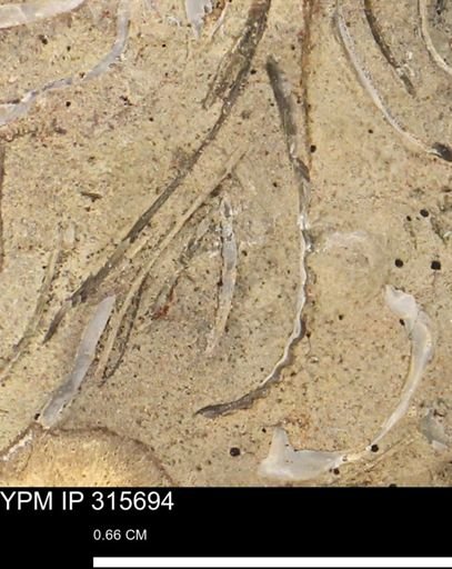 Mollusca