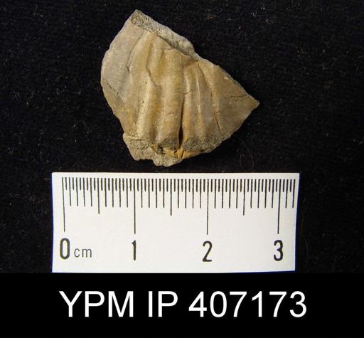 Leiorhynchus sp.