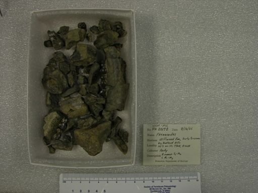 Phenacodus sp.