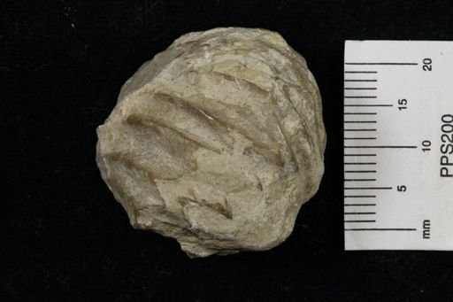Meekella striatocostata
