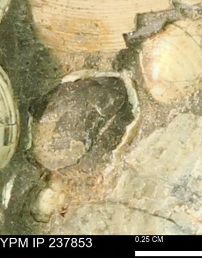 Limopsis striatopunctatus