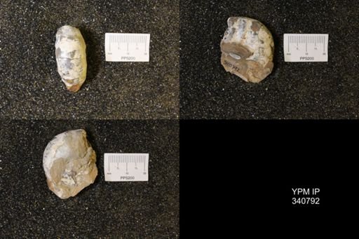 Scaphites sp.
