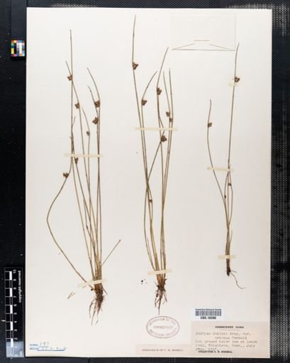 Scirpus smithii