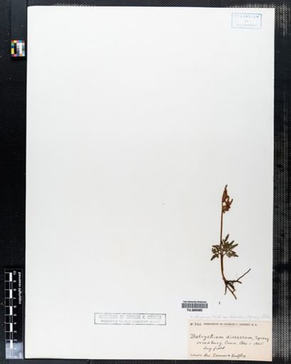 Botrychium dissectum