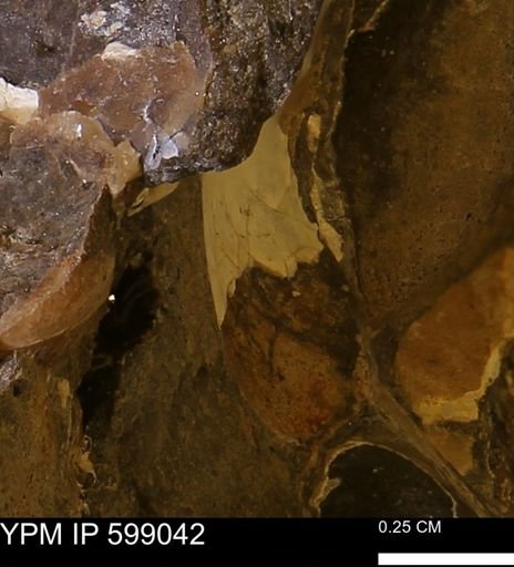 undet. Mollusca