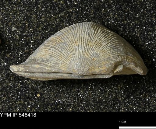 Stropheodonta callawayensis