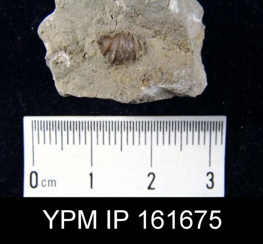 Plectambonites striatacostata