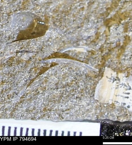 undet. Bivalvia