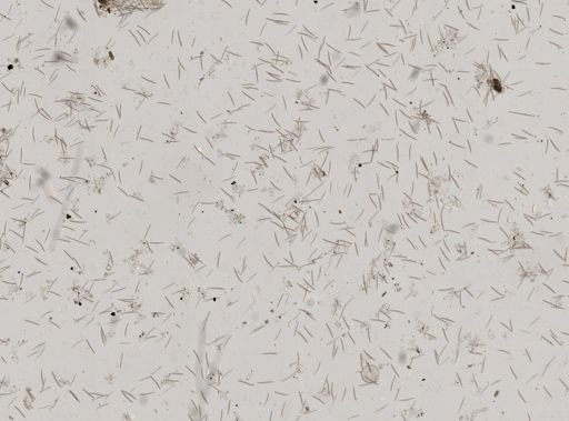 Chalinula loosanoffi