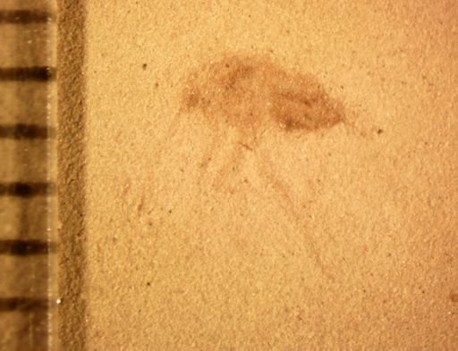 undet. Hexapoda