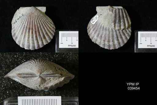 Argopecten irradians