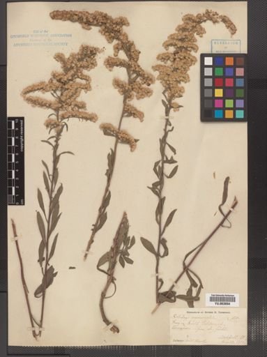 Solidago nemoralis