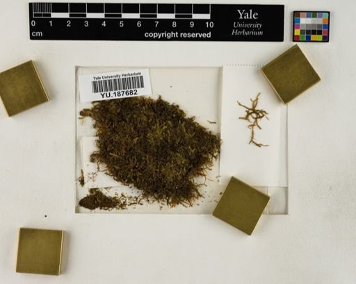 Plantae